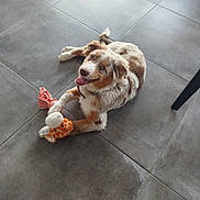 Bucky participe au concours pour gagner de l'argent avec cette photo : dog, puppy, toy, plush, giraffe, floor, tile, indoor, pet, playing, brown, white, fur, happy, smiling, animal, cute, paw, collar, looking_up