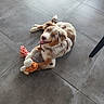dog, puppy, toy, plush, giraffe, floor, tile, indoor, pet, playing, brown, white, fur, happy, smiling, animal, cute, paw, collar, looking_up