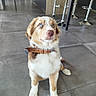 Bucky a rejoint le concours — aidez-le/la à gagner de superbes lots ! dog, puppy, blue_eyes, collar, pet, indoor, floor, tile_floor, modern_kitchen, chair, stool, furniture, looking_up, brown_and_white, cute, animal, domestic_animal, sitting, young_dog, canine