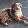 Bucky a rejoint le concours — aidez-le/la à gagner de superbes lots ! australian_shepherd, puppy, dog, lying_down, floor, tile, collar, fur, brown, white, orange, pet, animal, young_dog, indoor, cute, alert, four_legs, tail, ears