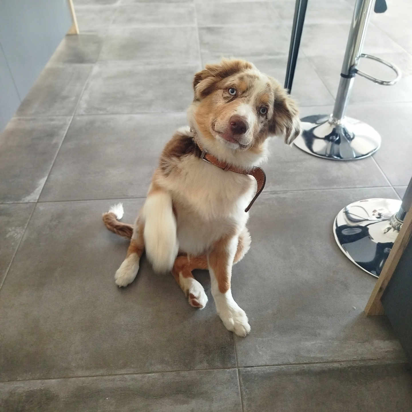 Bucky participe au concours pour gagner de l'argent avec cette photo : dog, blue_eyes, indoor, floor, tile, paw, head_tilt, curious, collar, brown, white, furniture, stool, modern, kitchen, pet, canine, sitting, animal, domestic