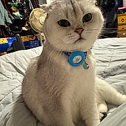 Kasper joined the competition — help win amazing prizes! cat, pet, bed, collar, indoor, furniture, blanket, fan, clothing, room, curious, feline, whiskers, soft, domestic, cute, sitting, closeup, home, cozy