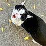 animal, autumn, black_and_white, cat, close_up, concrete, eyes, fall, fur, ground, looking_up, meowing, outdoor, pet, portrait, sidewalk, solo_animal, tuxedo_cat, whiskers, yellow_leaves