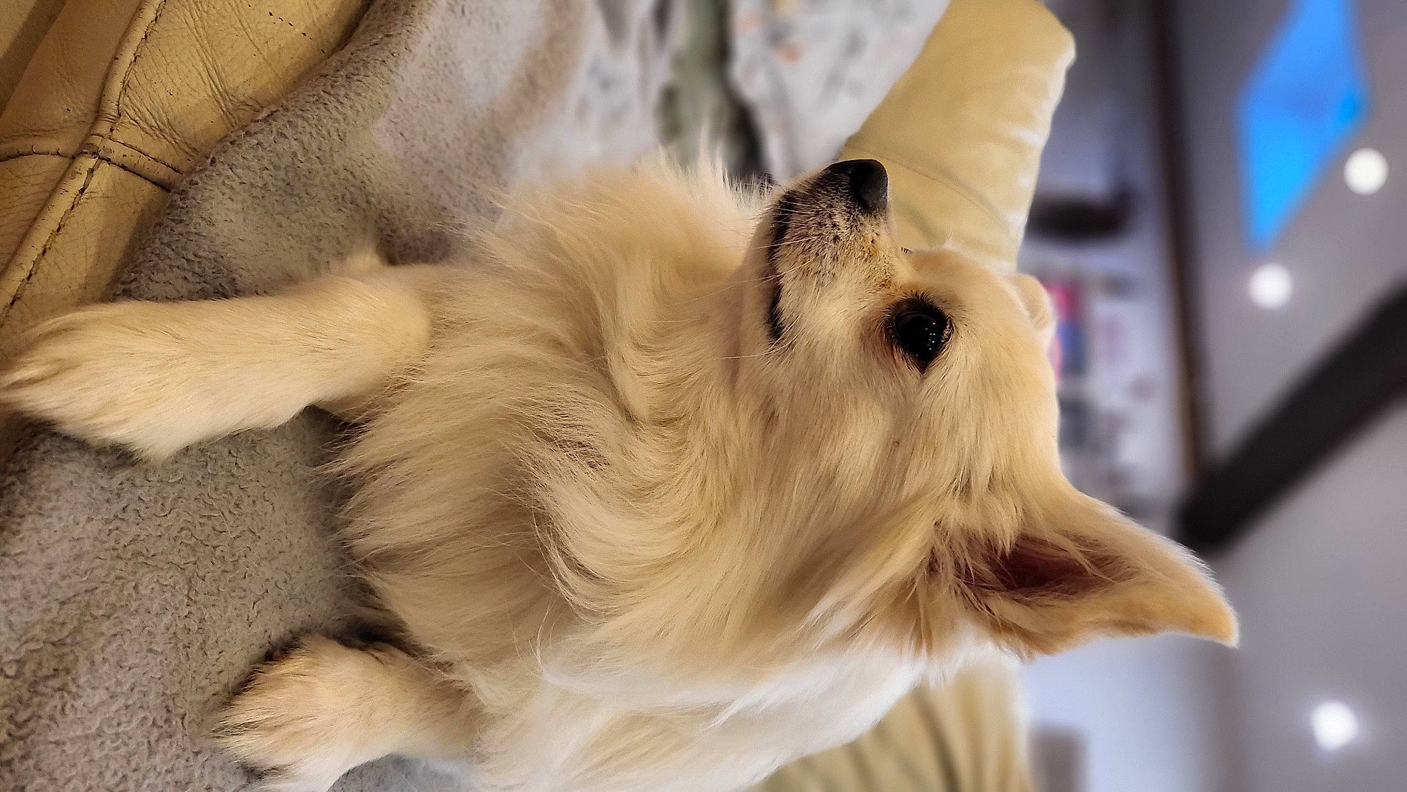 Texas a rejoint le concours — aidez-le/la à gagner de superbes lots ! beak, carnivore, claw, companion_dog, dog, dog_breed, ear, event, fawn, feather, felidae, fur, paw, sporting_group, tail, toy_dog, whiskers, wing, wood, working_animal