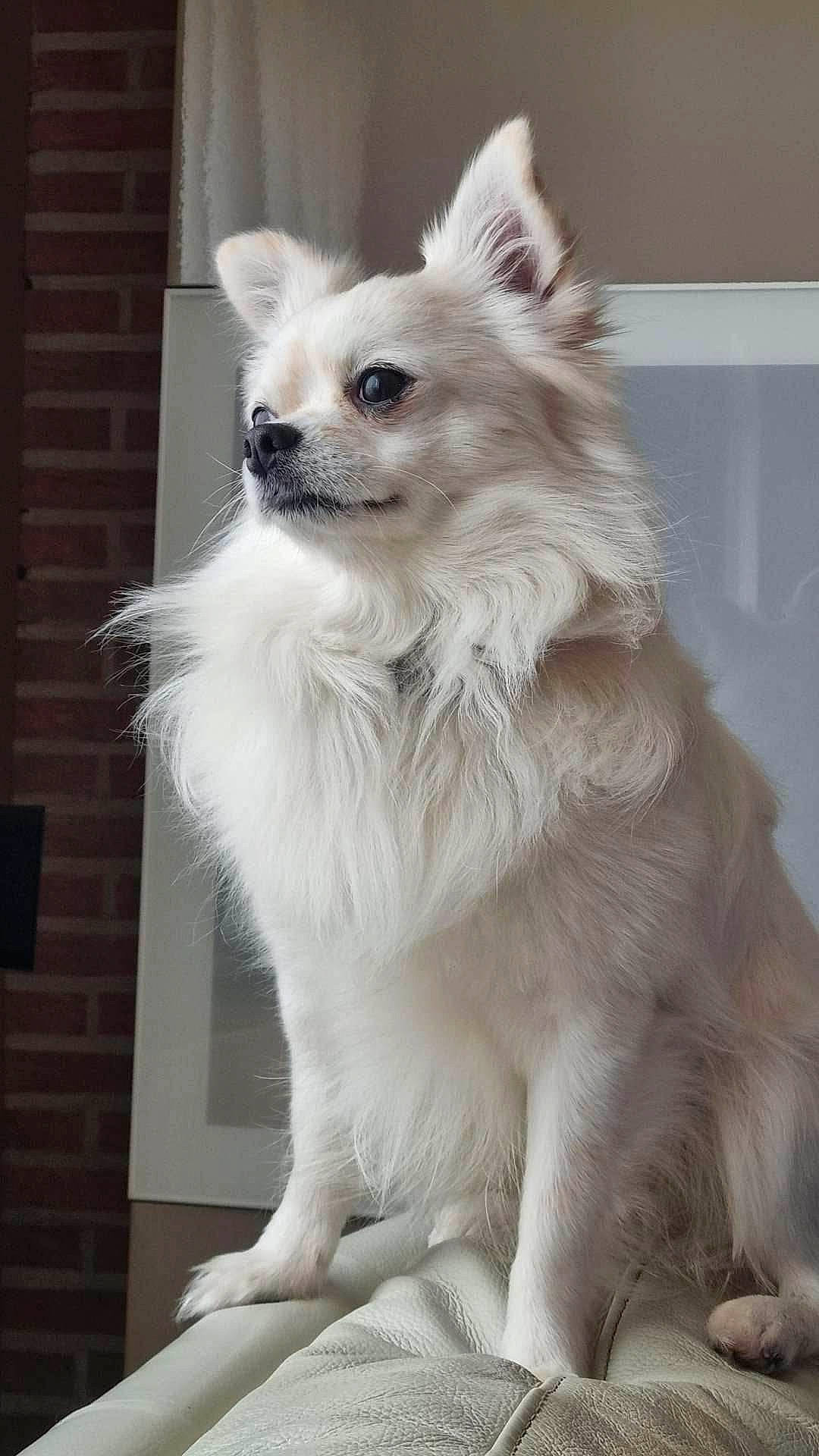 Texas participe au concours pour gagner de l'argent avec cette photo : ancient_dog_breeds, canidae, carnivore, collar, companion_dog, dog, dog_breed, dog_supply, fawn, fur, iris, pet_supply, snout, sporting_group, terrestrial_animal, toy_dog, whiskers, working_animal