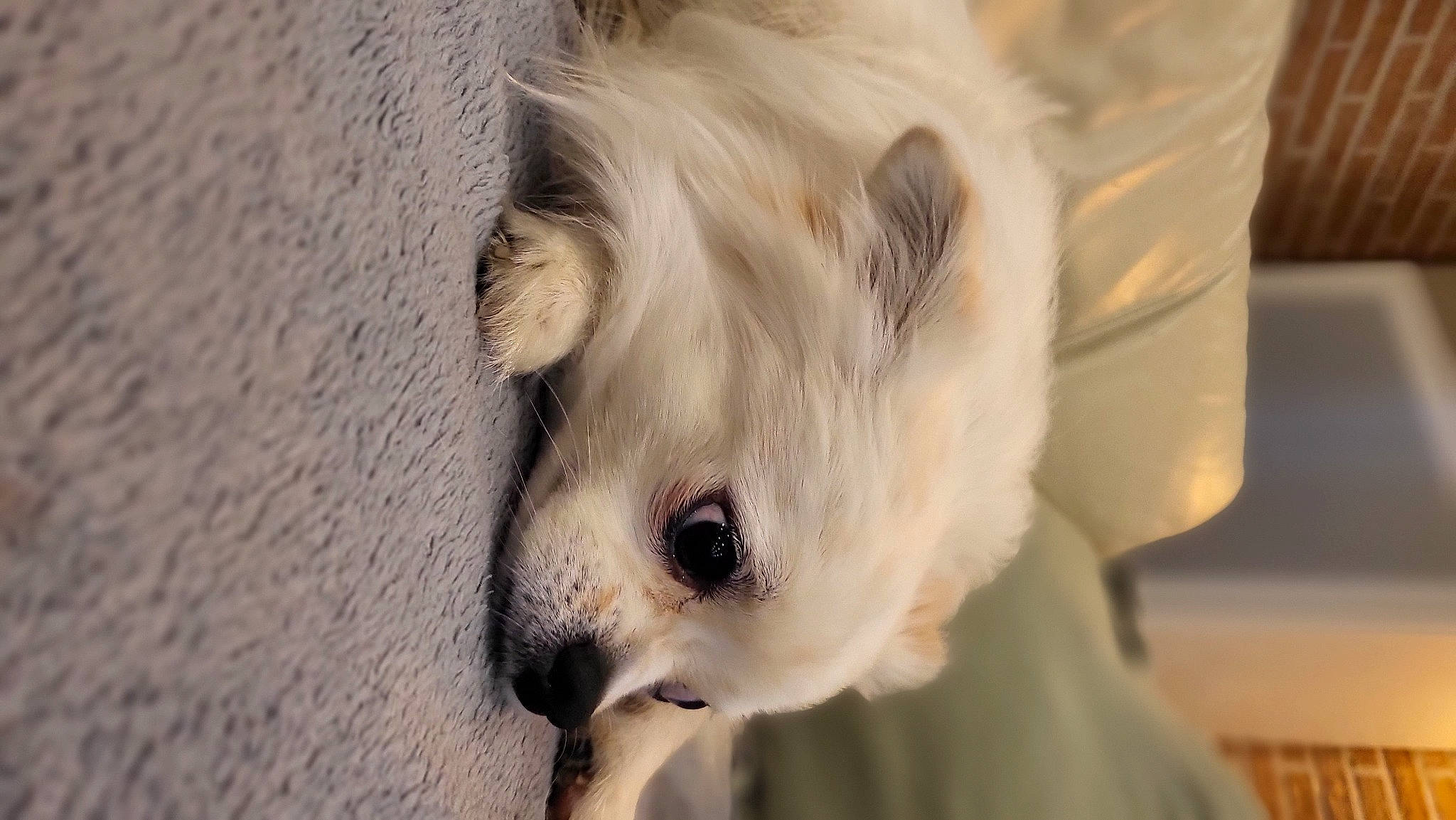 Texas a rejoint le concours — aidez-le/la à gagner de superbes lots ! canidae, carnivore, companion_dog, dog, dog_breed, dog_supply, ear, fawn, felidae, fur, non_sporting_group, paw, snout, sporting_group, tail, terrestrial_animal, toy_dog, whiskers, working_animal