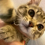 Igor joined the competition — help win amazing prizes! animal, blurry, cat, close_up, curious, cute, domestic, eyes, face, feline, fur, hand, holding, indoor, nose, paw, pet, portrait, tabby, whiskers