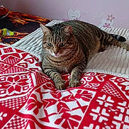 Zlatan a rejoint le concours — aidez-le/la à gagner de superbes lots ! bed, bedding, blanket, cat, cozy, feline, flowers, hearts, home, indoor, paws, pet, portrait, red_pattern, resting, stripes, tabby_cat, tail, wallpaper, whiskers