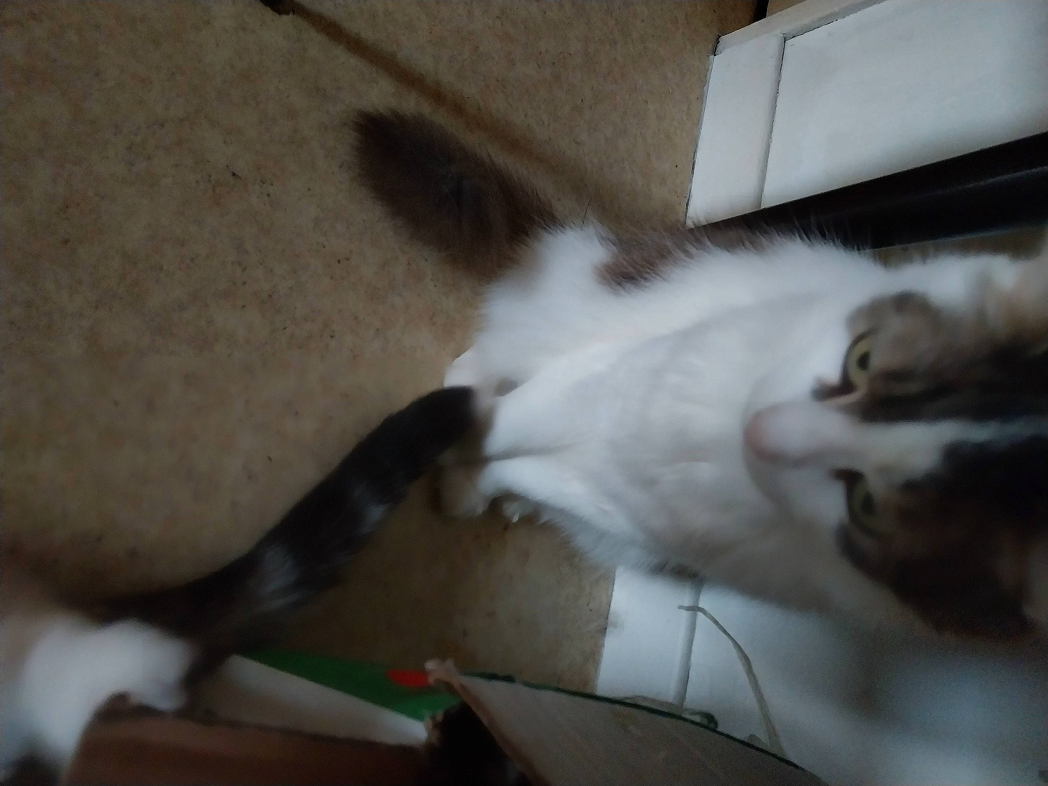 Milka participe au concours pour gagner de l'argent avec cette photo : box, canidae, carnivore, carton, cat, claw, companion_dog, dog_breed, domestic_short_haired_cat, felidae, flooring, fur, hardwood, paw, shipping_box, small_to_medium_sized_cats, sporting_group, tail, whiskers, wood