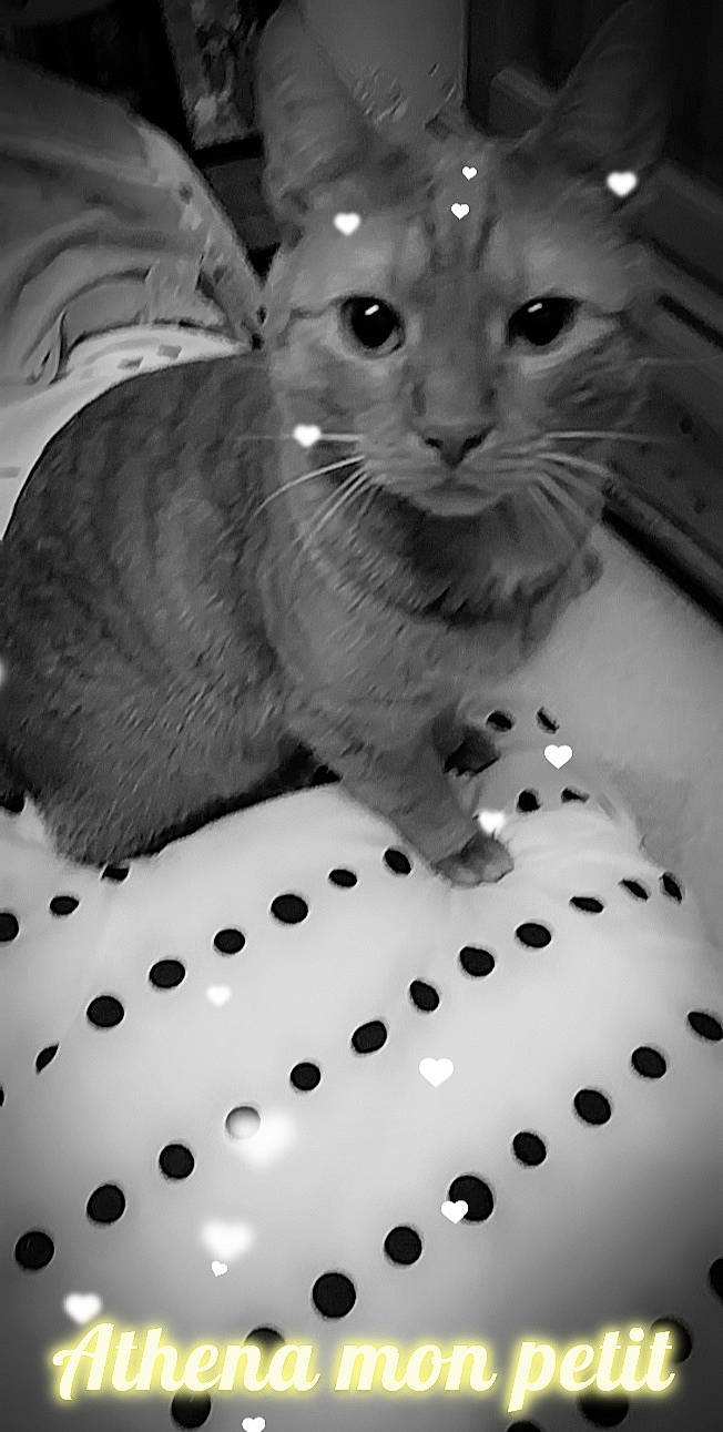 Athena participe au concours pour gagner de l'argent avec cette photo : black, black_and_white, carnivore, cat, claw, domestic_short_haired_cat, fawn, felidae, fur, gesture, monochrome, monochrome_photography, pattern, paw, sleeve, small_to_medium_sized_cats, style, tail, whiskers, white