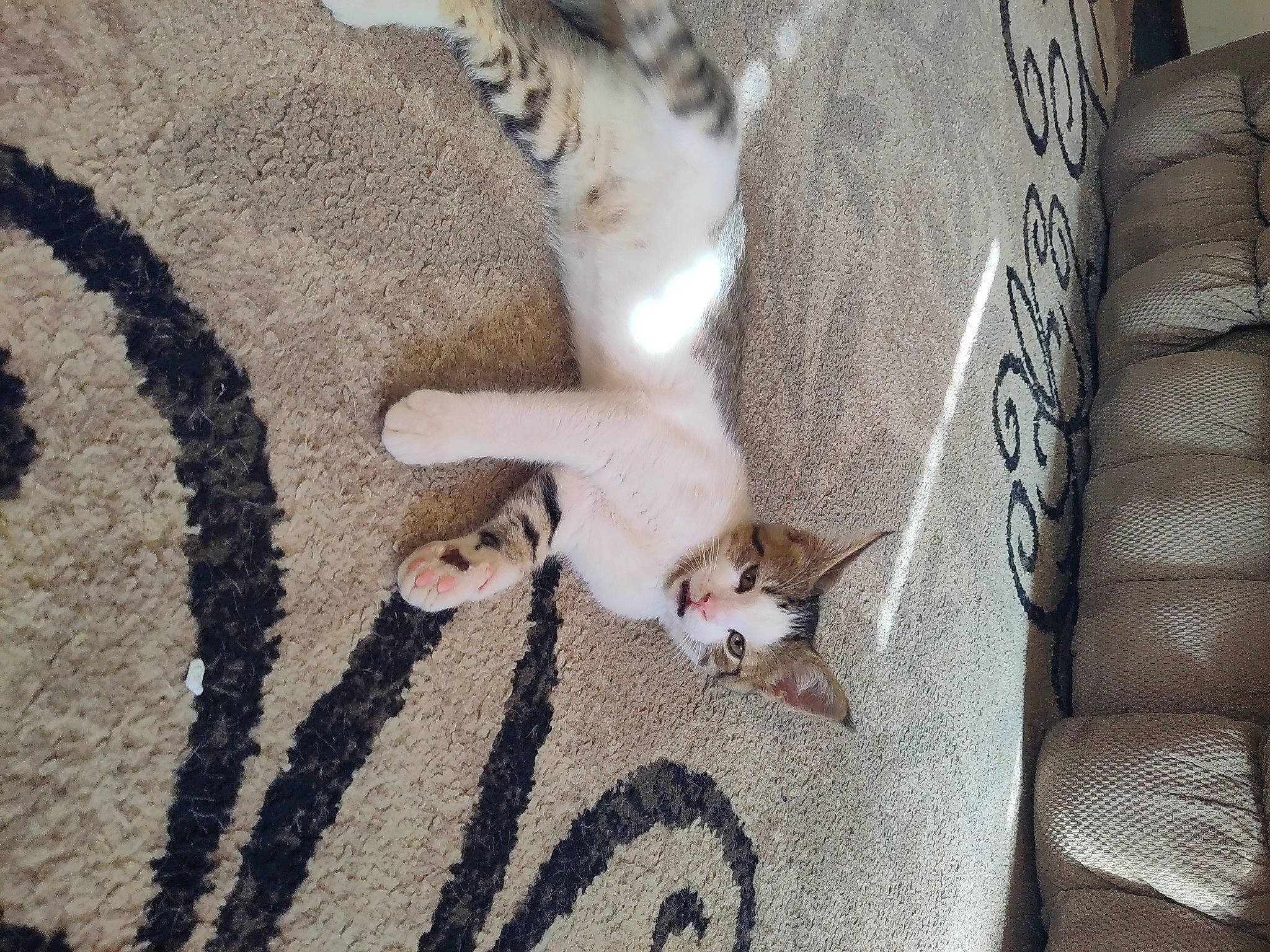 Buddha is registered to the contest to win money with this photo: carnivore, cat, comfort, couch, domestic_short_haired_cat, fawn, felidae, flooring, foot, fur, grey, human_leg, linens, paw, small_to_medium_sized_cats, snout, sporting_group, tail, whiskers, wood