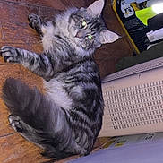 Atik participe au concours pour gagner de l'argent avec cette photo : cat, feline, pet, tabby, long_haired_cat, gray_tabby, fluffy_tail, laying_down, wooden_floor, indoor, green_eyes, eye_reflection, whiskers, ears, paws, radiator, storage_bag, clutter, cozy, portrait