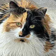 Autumn is registered to the contest to win money with this photo: cat, calico, fluffy_fur, yellow_eyes, pet, animal, close_up, portrait, whiskers, feline, cute, indoor, resting, soft_texture, mammal, domestic_animal, curious, face, ears, fur