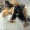 cat, calico, fluffy_fur, yellow_eyes, pet, animal, close_up, portrait, whiskers, feline, cute, indoor, resting, soft_texture, mammal, domestic_animal, curious, face, ears, fur