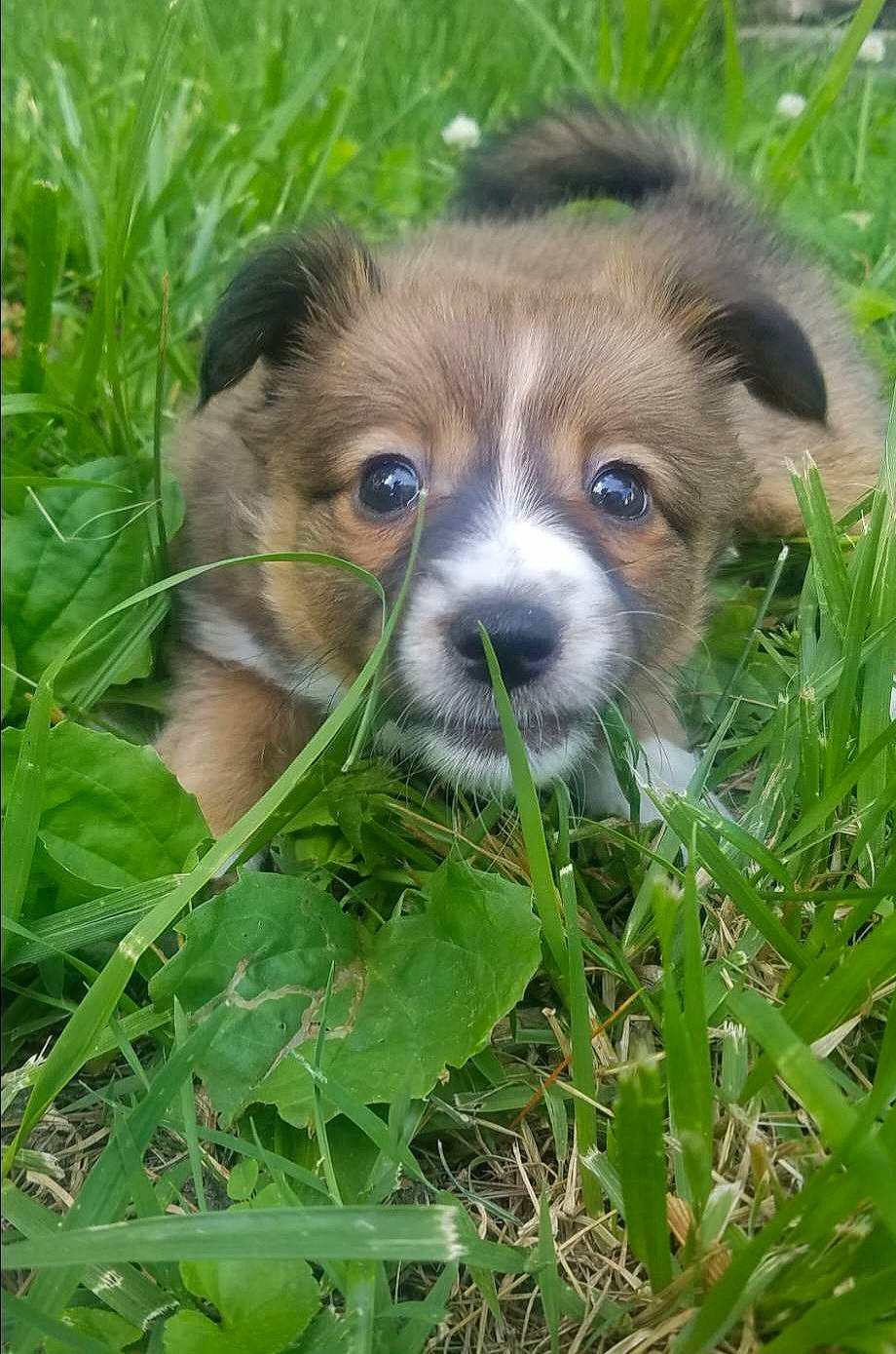 Sabena is registered to the contest to win money with this photo: ancient_dog_breeds, canidae, carnivore, companion_dog, dog, dog_breed, fawn, fur, grass, groundcover, liver, natural_landscape, plant, puppy, snout, sporting_group, terrestrial_animal, toy_dog, whiskers, working_dog