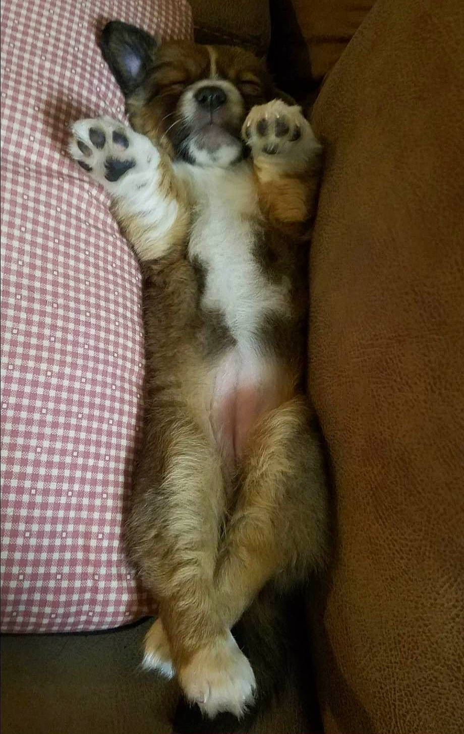 Sabena joined the competition — help win amazing prizes! black_footed_ferret, carnivore, claw, comfort, companion_dog, dog_breed, domestic_short_haired_cat, fawn, felidae, ferret, foot, fur, mustelidae, nap, paw, small_to_medium_sized_cats, snout, tail, terrestrial_animal, whiskers