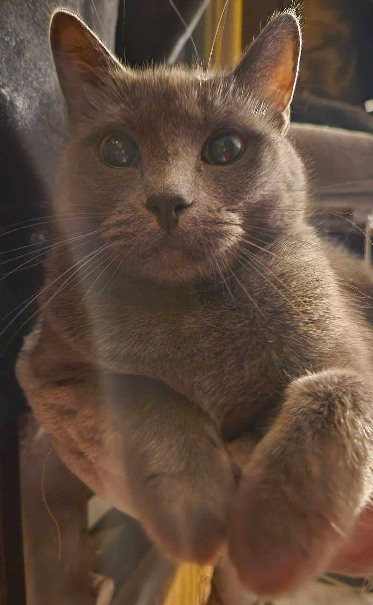 Xena is registered to the contest to win money with this photo: carnivore, cat, domestic_short_haired_cat, ear, felidae, fur, grey, paw, small_to_medium_sized_cats, terrestrial_animal, whiskers