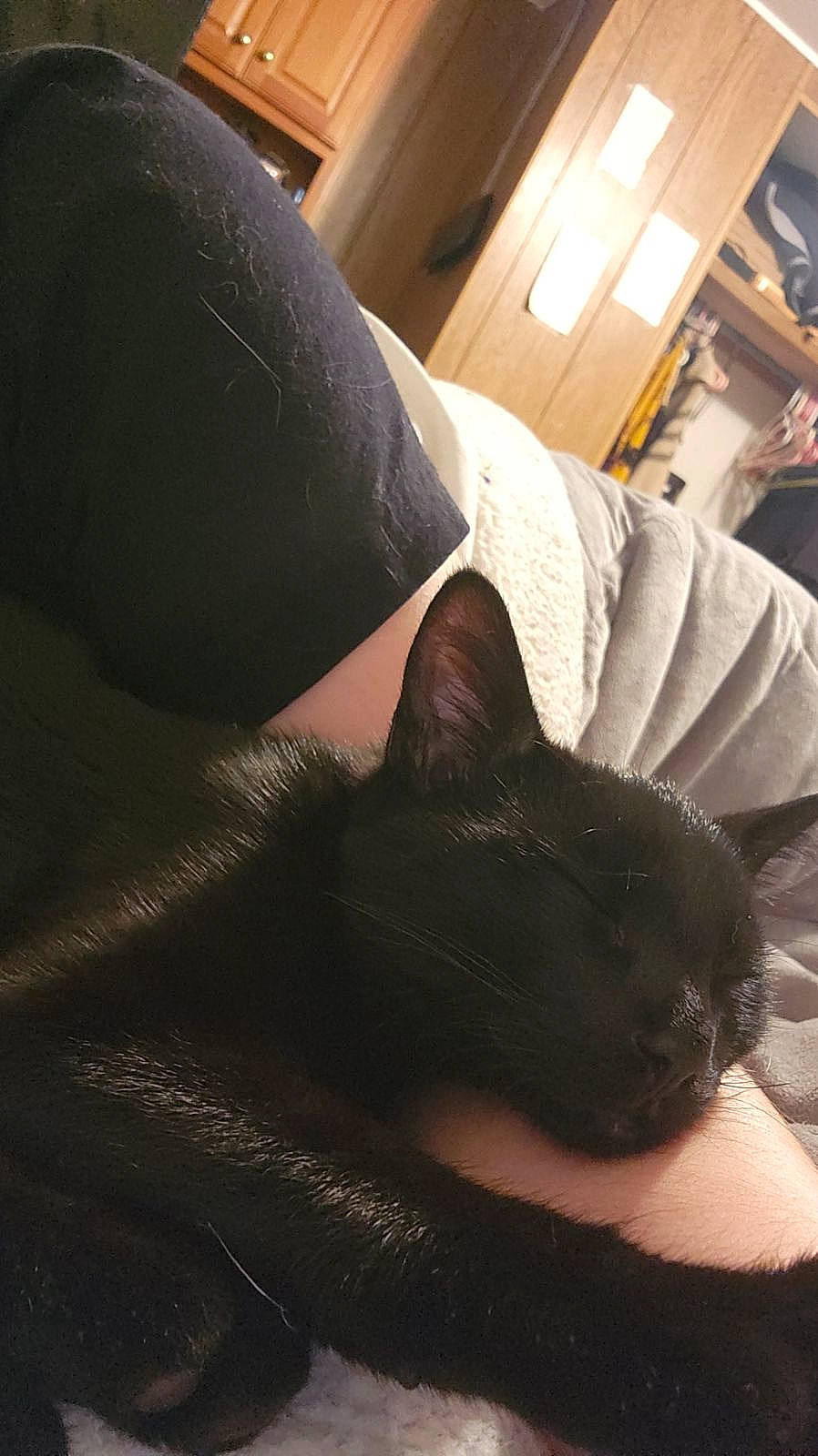 Sabastian joined the competition — help win amazing prizes! beard, black_cat, carnivore, cat, comfort, couch, domestic_short_haired_cat, elbow, facial_hair, felidae, flooring, human_leg, linens, small_to_medium_sized_cats, snout, tail, thigh, tints_and_shades, vertebrate, whiskers