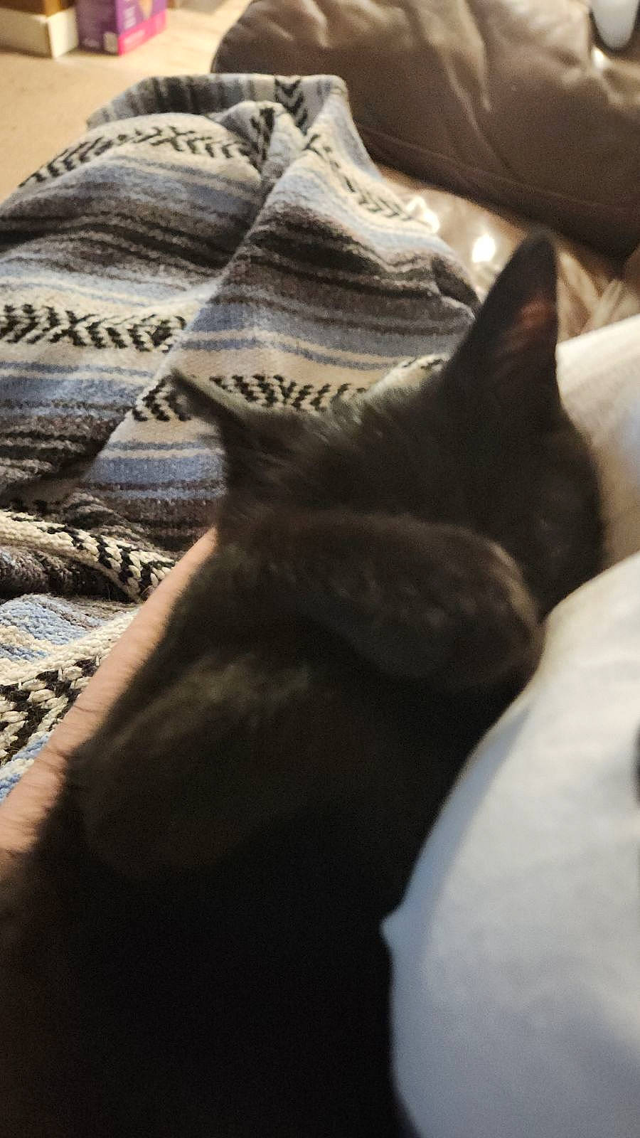 Sabastian is registered to the contest to win money with this photo: bed_sheet, bedding, black_cat, carnivore, cat, comfort, domestic_short_haired_cat, felidae, fur, grey, human_leg, linens, pattern, small_to_medium_sized_cats, snout, tail, terrestrial_animal, tints_and_shades, whiskers, wood