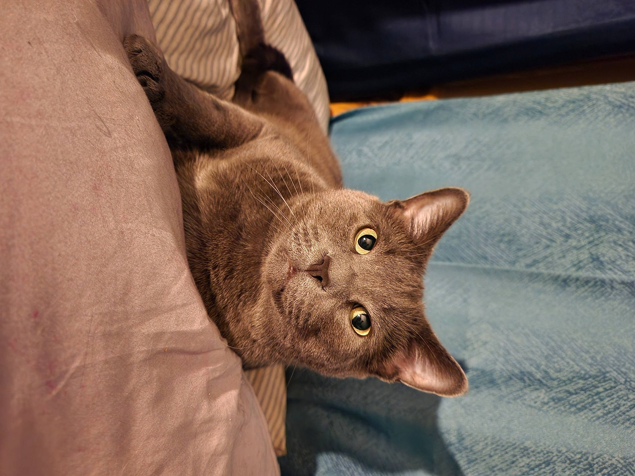 Cole is registered to the contest to win money with this photo: carnivore, cat, claw, comfort, domestic_short_haired_cat, ear, fawn, felidae, foot, fur, gesture, nail, paw, small_to_medium_sized_cats, snout, tail, terrestrial_animal, whiskers, wood, wrinkle