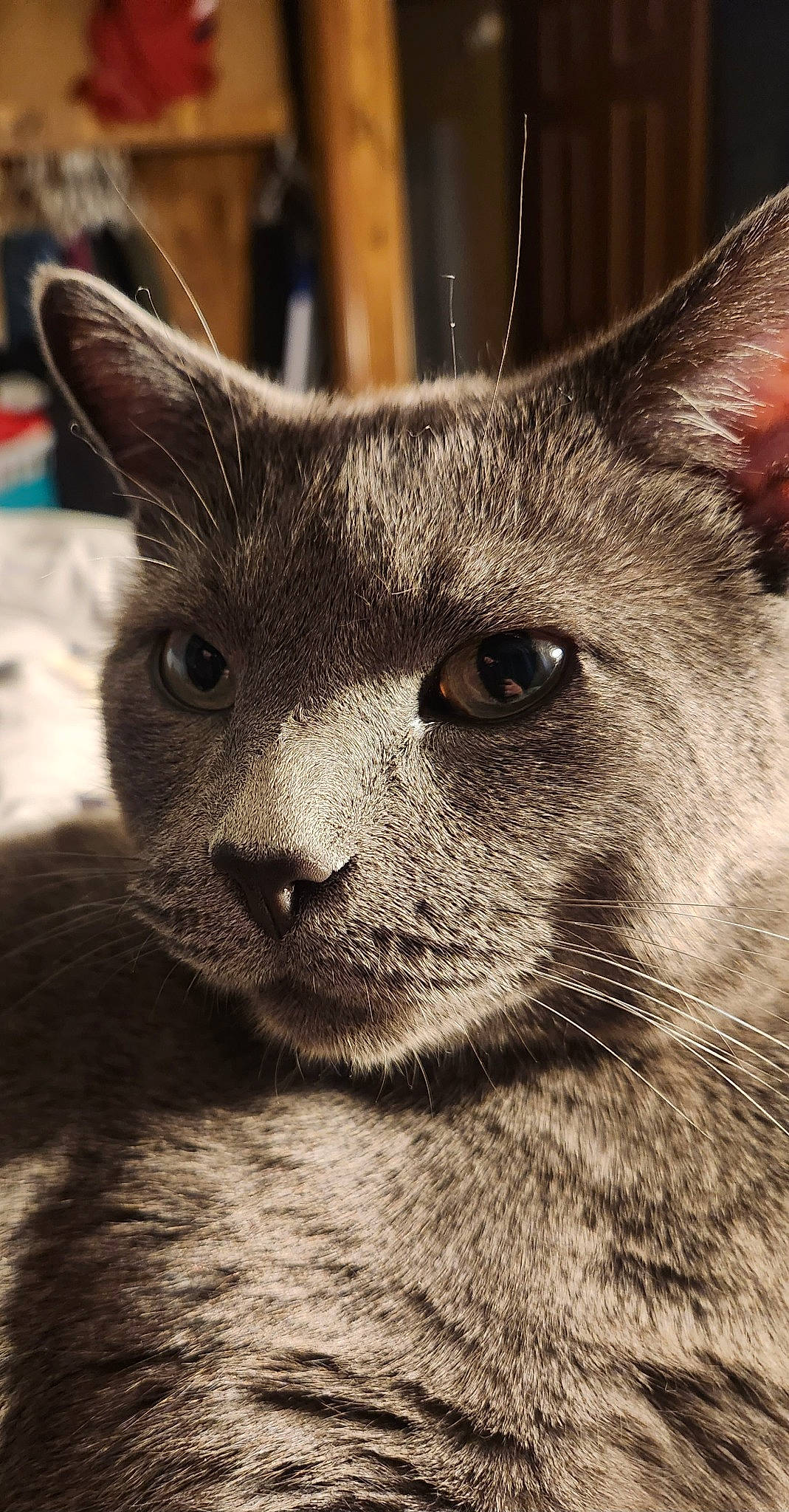 Cole is registered to the contest to win money with this photo: carnivore, cat, domestic_short_haired_cat, ear, eye, felidae, fur, grey, mammal, monochrome, monochrome_photography, russian_blue, small_to_medium_sized_cats, snout, terrestrial_animal, whiskers, wildlife