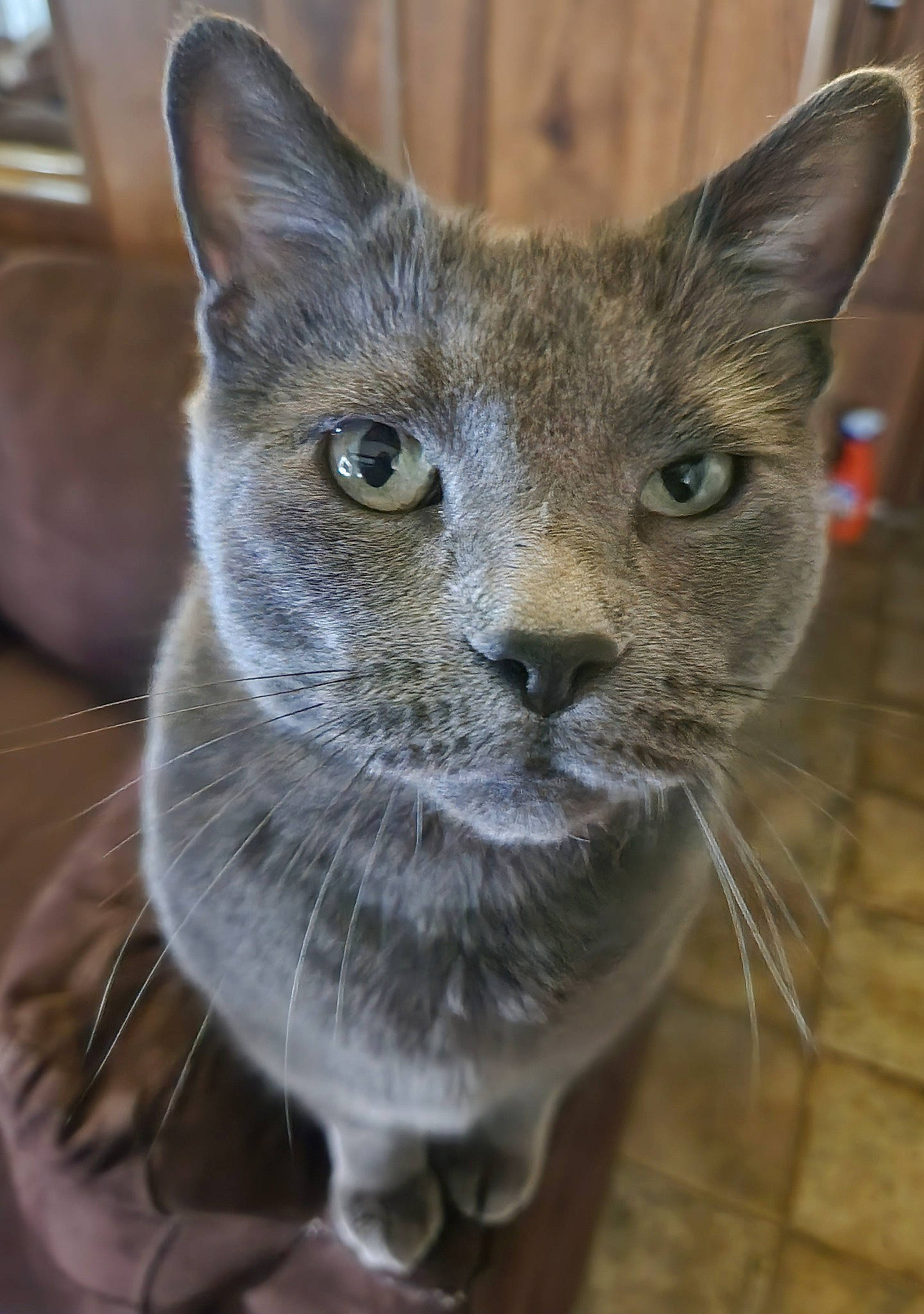 Cole joined the competition — help win amazing prizes! carnivore, cat, domestic_short_haired_cat, fawn, felidae, fur, russian_blue, small_to_medium_sized_cats, snout, terrestrial_animal, whiskers, wildlife, window