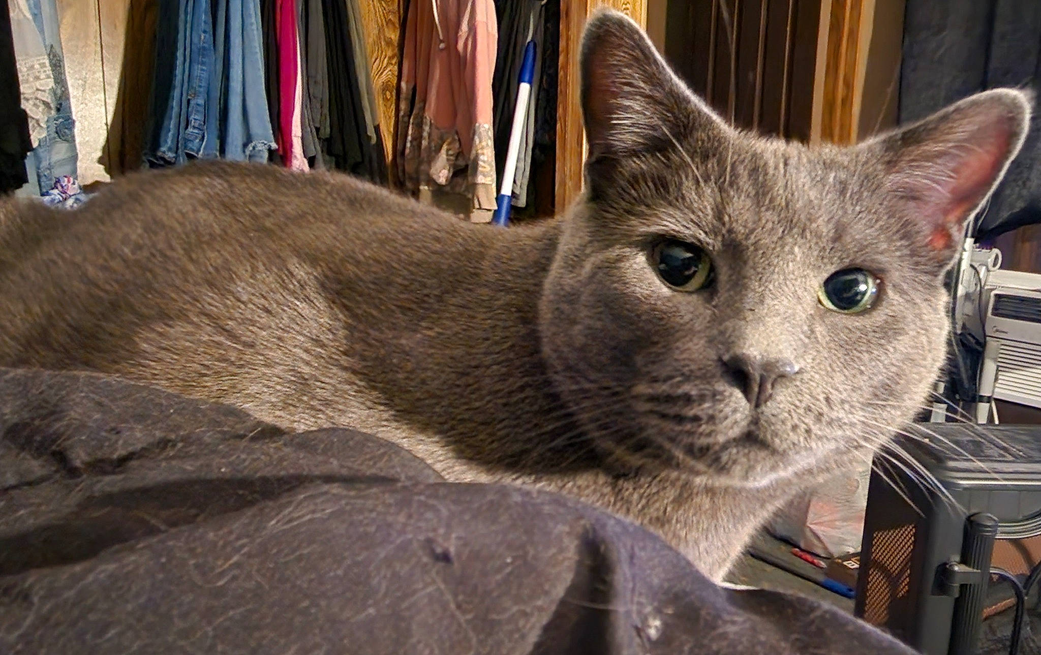 Cole joined the competition — help win amazing prizes! carnivore, cat, domestic_short_haired_cat, felidae, fur, grey, russian_blue, small_to_medium_sized_cats, snout, terrestrial_animal, whiskers, wood