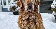 Murphy joined the competition — help win amazing prizes! golden_retriever, dog, snow, winter, outdoor, fur, pet, animal, portrait, canine, cold, snowflakes, house, window, plant, potted_plant, nature, season, outdoors, mammal