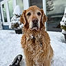 golden_retriever, dog, snow, winter, outdoor, fur, pet, animal, portrait, canine, cold, snowflakes, house, window, plant, potted_plant, nature, season, outdoors, mammal