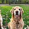 Murphy joined the competition — help win amazing prizes! dog, golden_retriever, grass, autumn_leaves, outdoor, pet, canine, happy, nature, forest, smiling, animal, fur, mammal, sitting, daylight, leaf_litter, collar, tongue_out, park