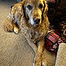 Murphy joined the competition — help win amazing prizes! dog, golden_retriever, pet, carpet, indoor, animal, canine, fur, crossed_paws, resting, cozy, blanket, chair, home, mammal, portrait, calm, domestic, companion, relaxing