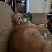 Murphy is registered to the contest to win money with this photo: dog, golden_retriever, couch, living_room, pet, relaxed, fur, indoor, furniture, home, canine, animal, comfort, looking_back, resting, cozy, brown, texture, domestic, household
