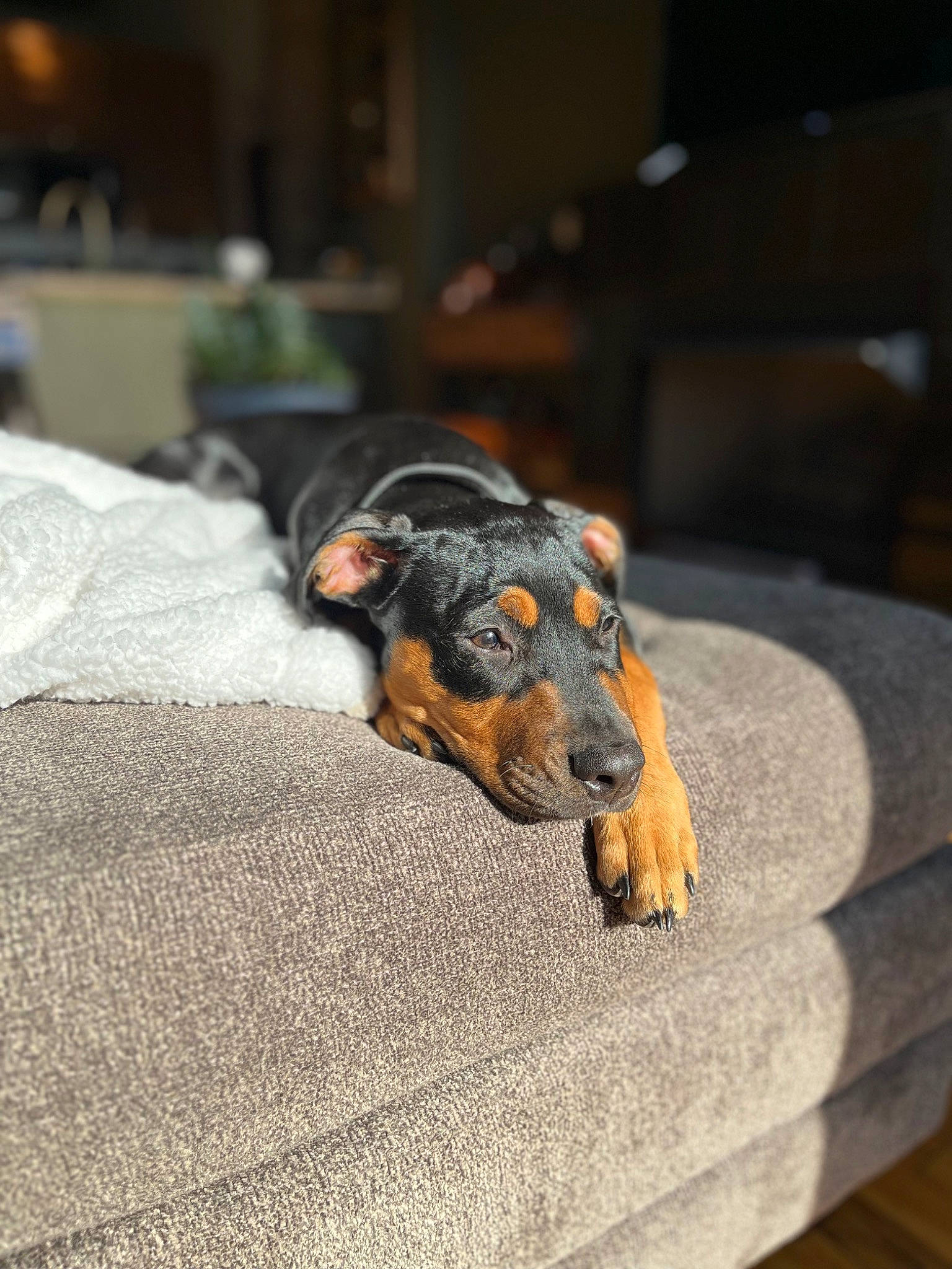 Stella Rose is registered to the contest to win money with this photo: canidae, carnivore, claw, comfort, companion_dog, dog, dog_breed, flooring, fur, grey, guard_dog, heat, montenegrin_mountain_hound, paw, sporting_group, tail, terrestrial_animal, toy_dog, wood, working_dog