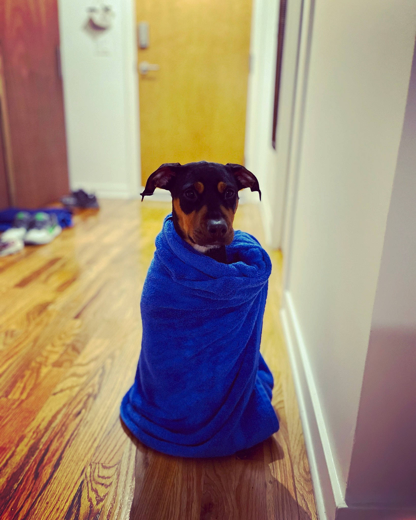 Stella Rose is registered to the contest to win money with this photo: carnivore, companion_dog, dog, dog_breed, dog_clothes, dog_supply, electric_blue, fawn, flooring, hardwood, laminate_flooring, purple, sleeve, snout, sporting_group, t_shirt, toy_dog, wood, wood_stain, working_animal