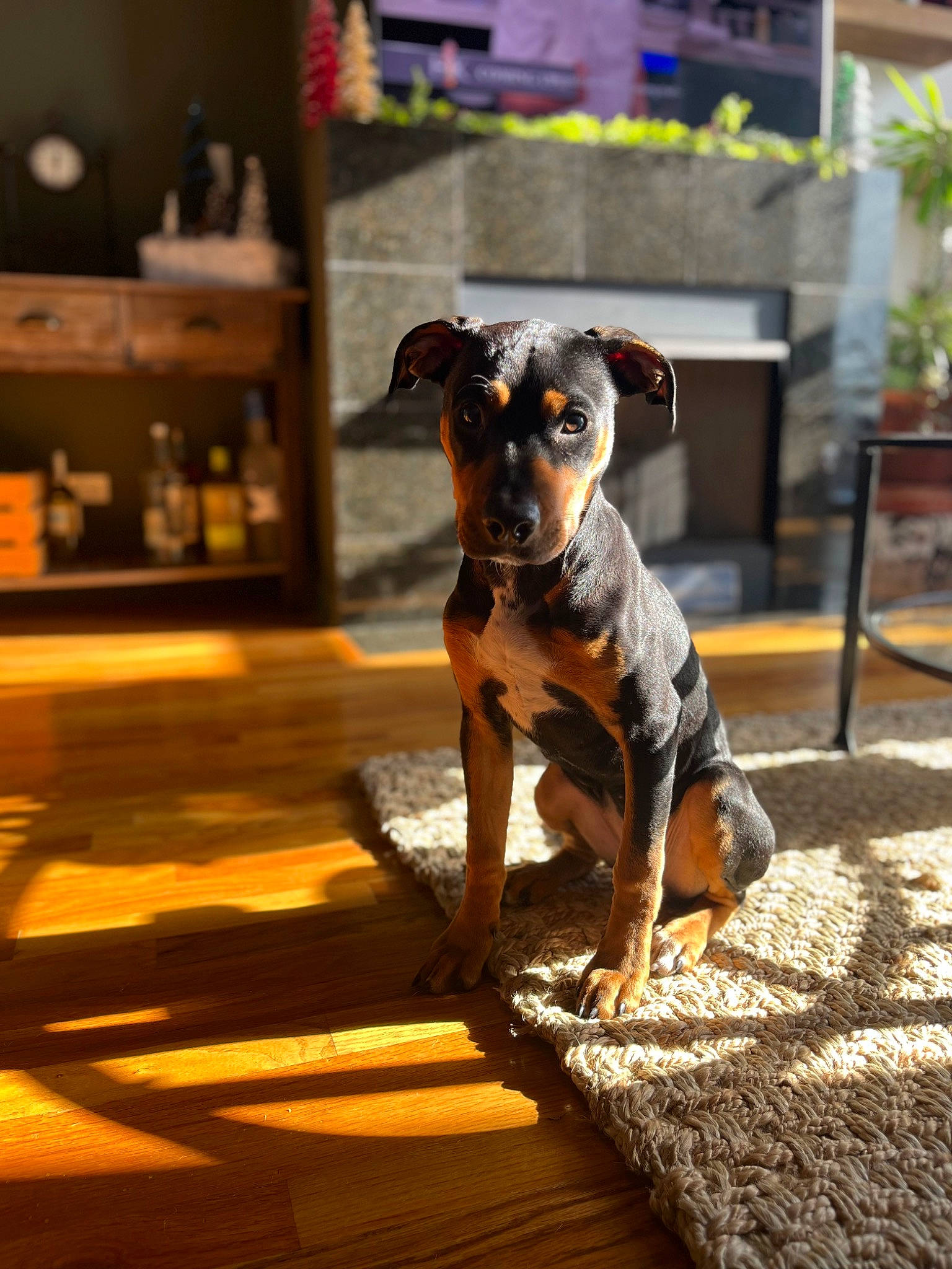 Stella Rose joined the competition — help win amazing prizes! canidae, carnivore, companion_dog, dog, dog_breed, dog_supply, fawn, flooring, guard_dog, houseplant, hunting_dog, pet_supply, plant, puppy, snout, sporting_group, toy_dog, wood, working_animal, working_dog