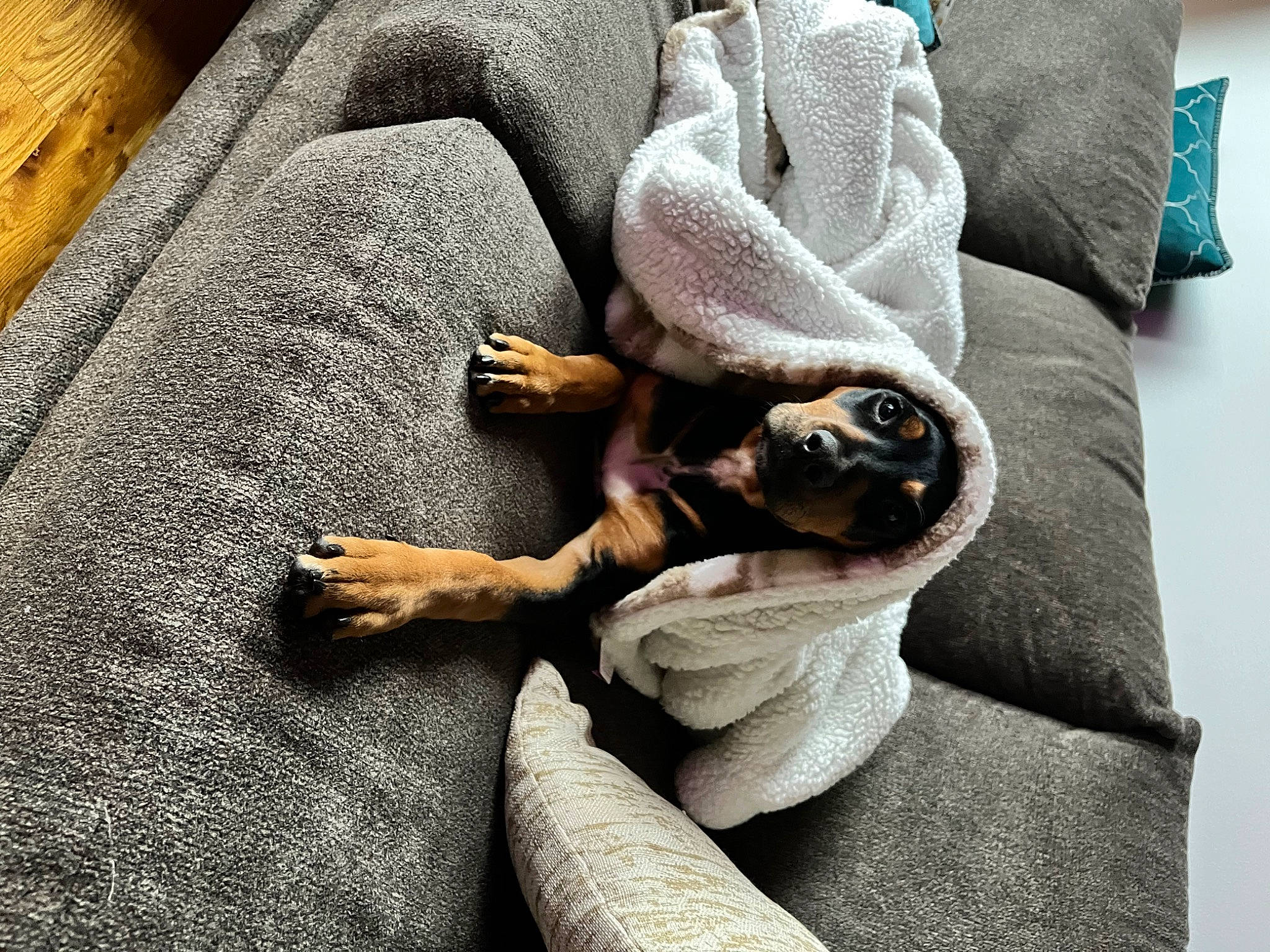 Stella Rose joined the competition — help win amazing prizes! bedding, blanket, carnivore, comfort, companion_dog, couch, dog_breed, fawn, felidae, flooring, fur, grey, hardwood, linens, nap, room, sitting, small_to_medium_sized_cats, whiskers, wood