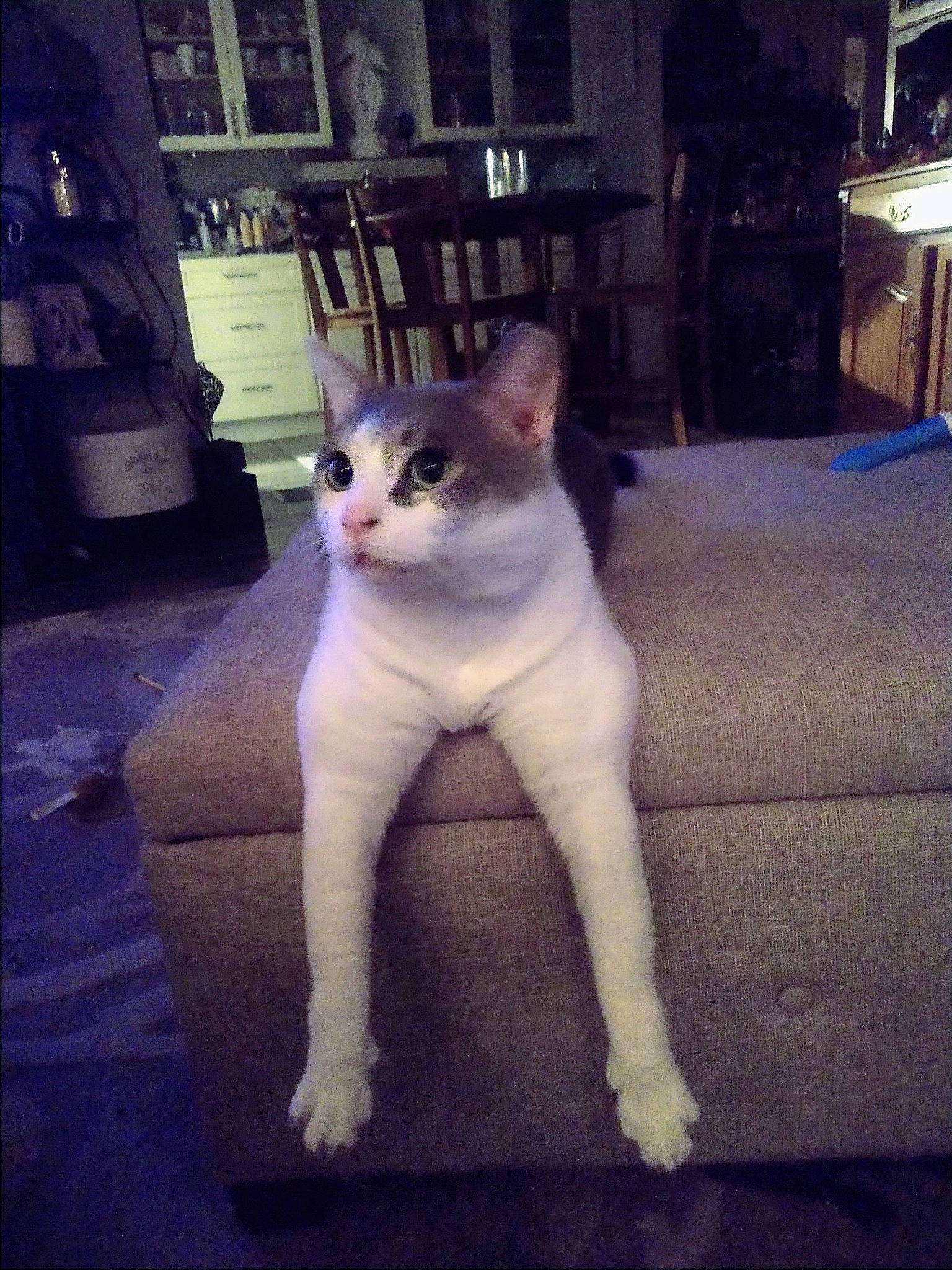 Kitten joined the competition — help win amazing prizes! bookcase, carnivore, cat, domestic_short_haired_cat, fawn, felidae, flooring, fur, human_leg, paw, picture_frame, shelf, sky, small_to_medium_sized_cats, snout, square, tail, whiskers, window, wood