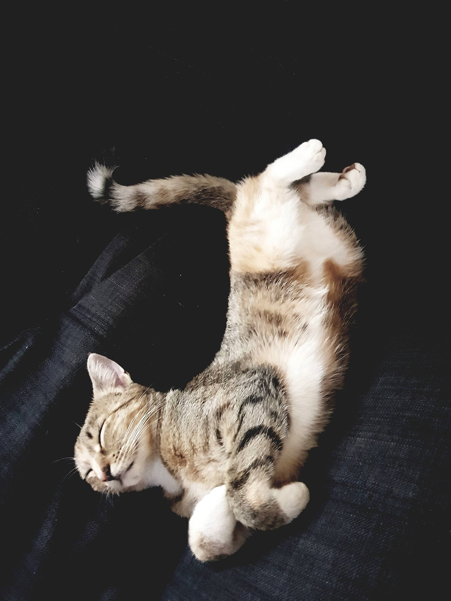 Minouchette a rejoint le concours — aidez-le/la à gagner de superbes lots ! carnivore, cat, claw, darkness, domestic_short_haired_cat, fawn, felidae, foot, fur, gesture, monochrome_photography, paw, small_to_medium_sized_cats, snout, still_life_photography, tail, whiskers, wildlife, window, wood