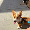 dog, corgi, puppy, pet, leash, harness, outdoor, sidewalk, sunlight, ears, tongue, brown, white, fur, canine, happy, looking_up, footwear, person, shoes