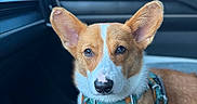 Simba joined the competition — help win amazing prizes! dog, corgi, pet, car, vehicle_interior, animal, ears, cute, canine, domestic_animal, furry, sitting, looking, harness, closeup, portrait, window, seat, daylight, relaxed