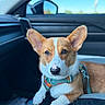 dog, corgi, pet, car, vehicle_interior, animal, ears, cute, canine, domestic_animal, furry, sitting, looking, harness, closeup, portrait, window, seat, daylight, relaxed