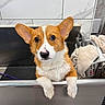 Simba joined the competition — help win amazing prizes! dog, corgi, puppy, wet, bath, tub, ears, cute, pet, animal, indoor, white, brown, fur, towel, basket, tile_wall, looking_up, expression, stainless_steel