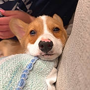 Simba joined the competition — help win amazing prizes! puppy, dog, close_up, blanket, couch, hand, sleepy, cozy, indoor, pet, fur, snuggling, cute, soft, relaxed, animal, young_dog, resting, warm, companion