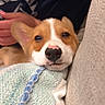 puppy, dog, close_up, blanket, couch, hand, sleepy, cozy, indoor, pet, fur, snuggling, cute, soft, relaxed, animal, young_dog, resting, warm, companion