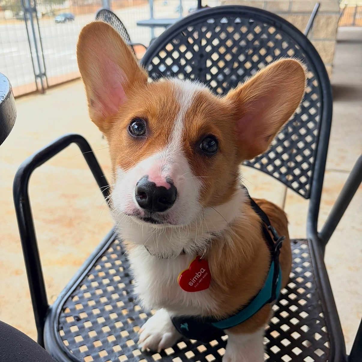 Simba