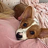 Simba joined the competition — help win amazing prizes! adorable, animal, blanket, closeup, companion, corgi, cozy, cute, dog, ears, fur, indoor, pet, pink, puppy, resting, sleepy, snuggling, soft, young
