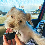 Bluey joined the competition — help win amazing prizes! dog, white_dog, small_dog, licking, treat, black_cup, hand, car_interior, window, blue_sky, clouds, roadside, buildings, collar, paw_tag, fur, pet, cute, animal, happy