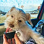 dog, white_dog, small_dog, licking, treat, black_cup, hand, car_interior, window, blue_sky, clouds, roadside, buildings, collar, paw_tag, fur, pet, cute, animal, happy