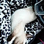 Pandora is registered to the contest to win money with this photo: cat, sleeping, blanket, leopard_print, car_interior, steering_wheel, hand, relaxation, feline, cozy, fur, paw, dashboard, gear_shift, seat, comfort, animal, domestic, pet, resting
