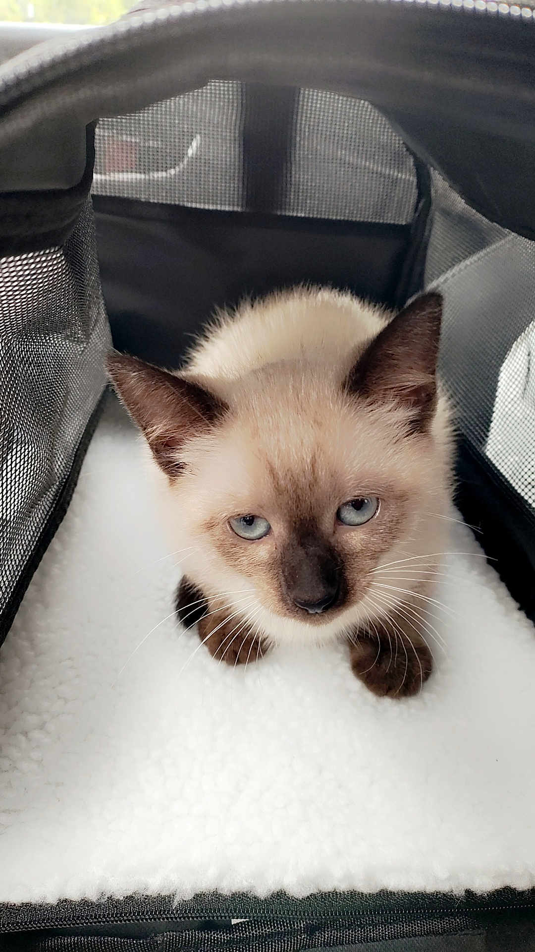 Pandora is registered to the contest to win money with this photo: cat, kitten, siamese, blue_eyes, pet, animal, furry, cute, indoor, mesh_carrier, blanket, white, small, young, whiskers, ears, fur, looking_up, resting, domestic